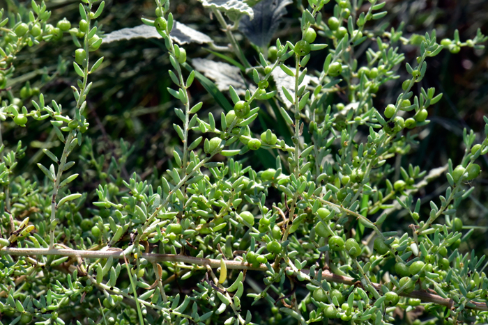 Ruby-Saltbush is a sub-shrub, rarely a full shrub that grows up to about 2 feet (.6 m) and as wide. Some have been known to grow up to 3 feet (.9 m). The plants are low growing and the branches are many which have short curled hairs. Plant are drought tolerant. Enchylaena tomentosa
